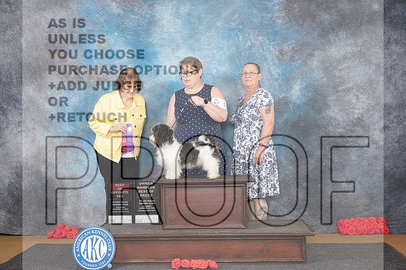 Havanese #8 Sat BOSOHBOB Judge Helen Tomb-Taylor__JP_0229_Sulphur Springs_2024_HR3