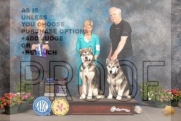 Alaskan Malamute #8 #11 Sat BOWBOBOH Judge Robert Shreve_MJ_0002_SA_2022_HR3