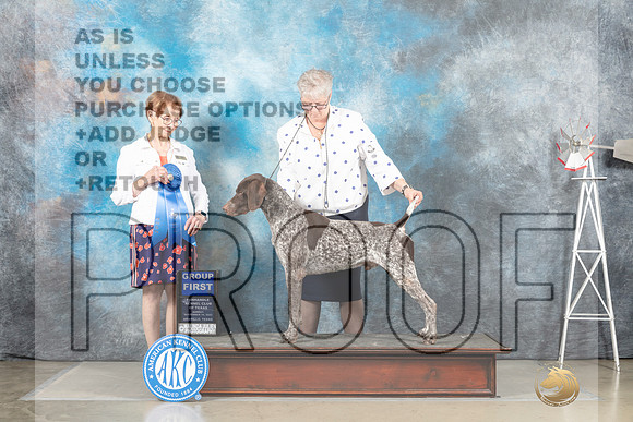 German Shorthaired Pointer #5 Sun G1 Judge Sharron Derrick_MJ_5073_Amarillo_2022_HR3