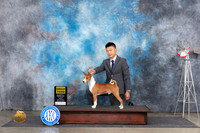Basenji #5 Fri G4 Judge Ann Roth