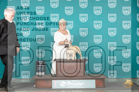 French Bulldog #829 Sat BOB Judge Stephanie Mueller__JP_2539_Premier_2024_HR3