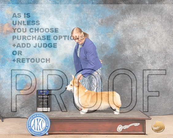 Pembroke Welsch Corgi #7 Sun BOW Judge Pat Trotter-MMJ_4689-Abilene2022-HR3