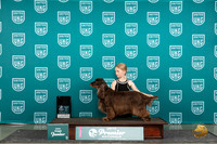 Field Spaniel #758 Thur T10J5 Judge Kathie Short