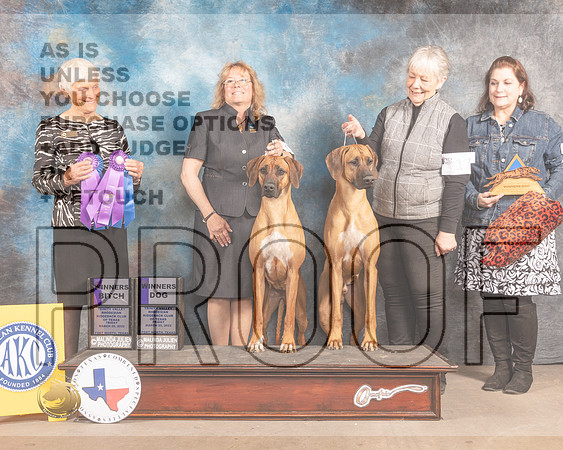 Rhodesian Ridgeback #17 & 52 Fri WD WB Judge Pluis Davern-MMJ_7237-FW2022-HR3