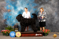 Black Russian Terrier #5 Thur OHG1 Judge Darryl Vice