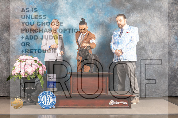 French Bulldog #25 SAT SD Judge Patricia Sosa_MJ_6416_Houston_2022_HR3