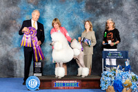 Poodle Standard #5 WED BOB Judge James Moses
