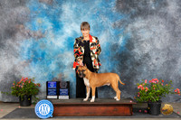 American Staffordshire Terrier #7 Sun WDOWOHBOB Judge Elizabeth ‘Beth’ Sweigart