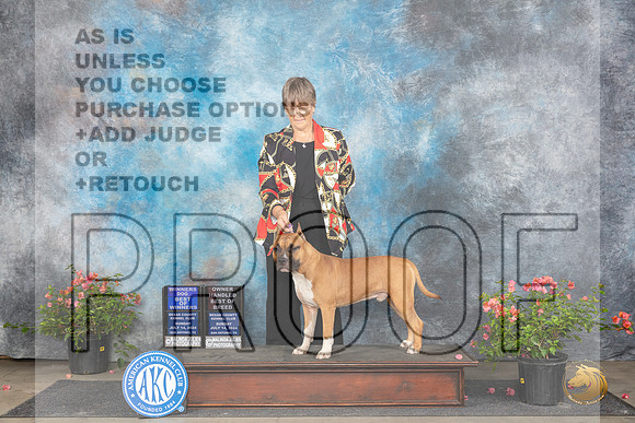 American Staffordshire Terrier #7 Sun WDOWOHBOB Judge Elizabeth ‘Beth’ Sweigart__JP_6277_San Antonio_2024_HR3