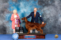 Irish Setter #14 WED BOB Judge Nancy Liebes