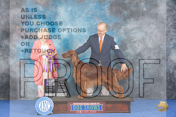 Irish Setter #14 WED BOB Judge Nancy Liebes__JP_7078_Houston_2024_HR3