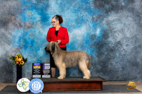 Briard #6 Sun WBBOBOHBOB Judge Edy Dykstra-Blum