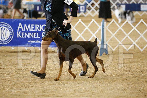 dobe-7825-HstnNov13-HR