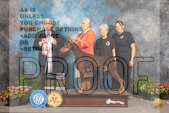 Doberman Pinscher #37 Sat SD Judge Robert Shreve_MJ_0364_SA_2022_HR3