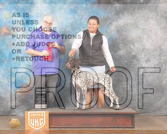 German Shorthaired Pointer #218 Sat2 G2 Judge Matthew ProctorMMJ_5738_Lngvw2022HR3