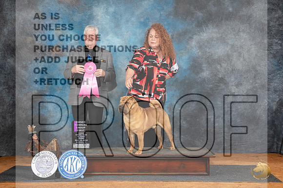Chinese Shar Pei #9 Fri OHG1 Judge Robert Stein__JP_7300_MARSHALL_2024_HR3
