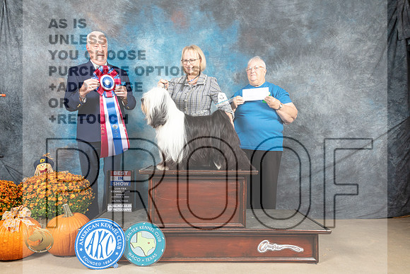Tibetan Terrier #6 Sun BIS Judge Steve Keating_MJ_6878_Belton_2022_HR3