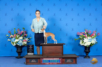 Italian Greyhound #8 FRI WB BOW M Judge Nancy Liebes