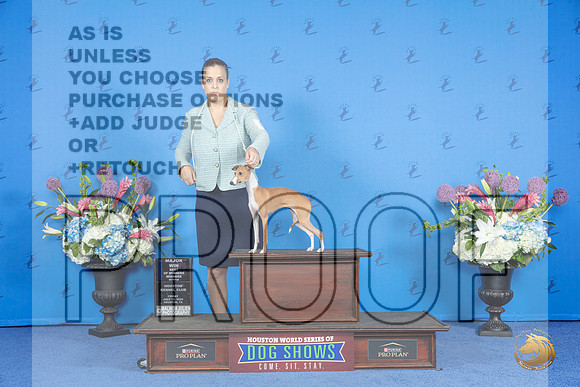 Italian Greyhound #8 FRI WB BOW M Judge Nancy Liebes__JP_8931_Houston_2024_HR3