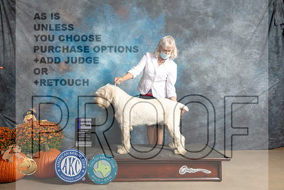 Spinoni #10 Sun WB Judge Dr Dan Dowling_MJ_6461_Belton_2022_HR3