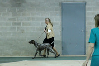 German Shorthair Pointer Norman Apr 2012