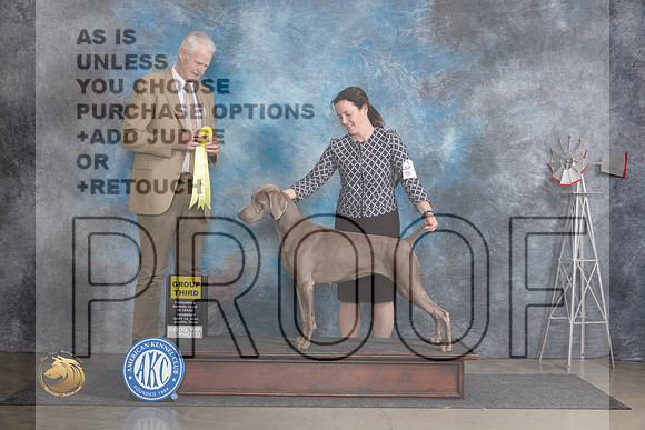 Weimaraner #6 Thurs G3 Judge Jon Cole__JP_5057_Amarillo_2024_HR3