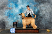 Afghan Hound #6 Mon G2 Judge Dr Steve Keating