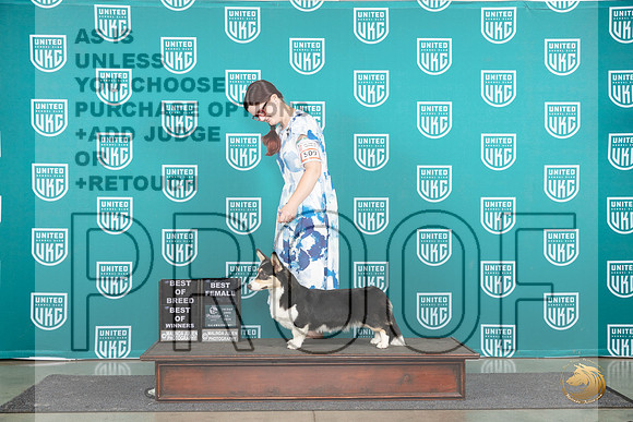Cardigan Welsh Corgi #509 Fri BOWBOB Judge Stan Matsumoto__JP_1584_Premier_2024_HR3