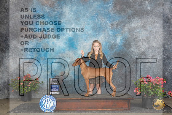 Vizsla #12 Fri OHG4 Judge Paul Willhauck__JP_4499_San Antonio_2024_HR3