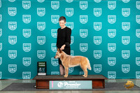 Australian Cattle Dog #112 Fri G3 Judge Stan Matsumato