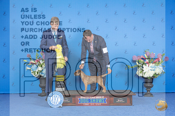 Border Terrier #11 FRI G3 Judge Ronald Freeman__JP_9473_Houston_2024_HR3
