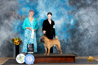 Chinese Crested #5 Sun OHG4 Judge Sharol Candace Way