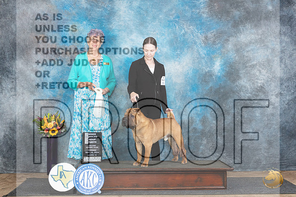 Chinese Crested #5 Sun OHG4 Judge Sharol Candace Way__JP_0047_Abilene_2024_HR3