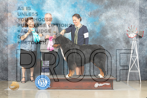 Bernese Mountain Dog #6 Thur OHBIS Judges Joan Liebes Alfred Ferruggiaro_MJ_3816_Amarillo_2022_HR3