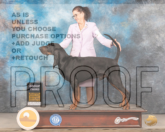 Black and Tan Coonhound #5 Sat G2 Judge Judy BrownMMJ_4782_Mdlnd2022_HR3
