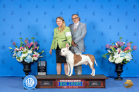 American Staffordshire Terrier #7 SUN SD M Judge Debbie Freeman