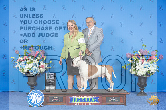 American Staffordshire Terrier #7 SUN SD M Judge Debbie Freeman__JP_0013_Houston_2024_HR3