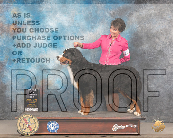 Bernese Mountain Dog #11 Sun WDBOW Judge Judy BrownMMJ_5298_Mdlnd2022_HR3