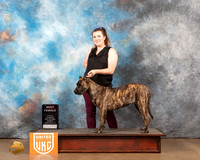 Presa Canario #319 Sat2 BF Judge Kathy Short