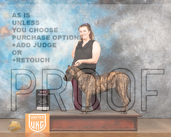 Presa Canario #319 Sat2 BF Judge Kathy ShortMMJ_5680_Lngvw2022HR3