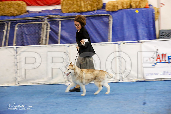 _M3_1242-AddisonHuskyMar2015-HR3