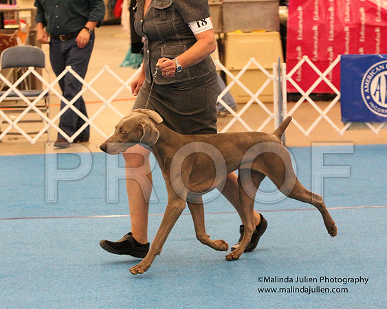 Weim-0811