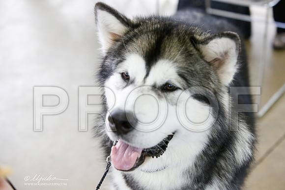 _JJ_0362-DallasJul2014-HR3