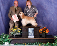 Cocker Spaniel ASCOB #7 Sat OH G1