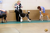 Poodle Standard #212 Ringside Sat
