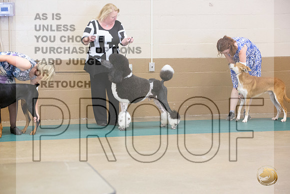 Poodle Standard #212 Ringside Sat_JJL_3978_LongviewTX_2024_HR3
