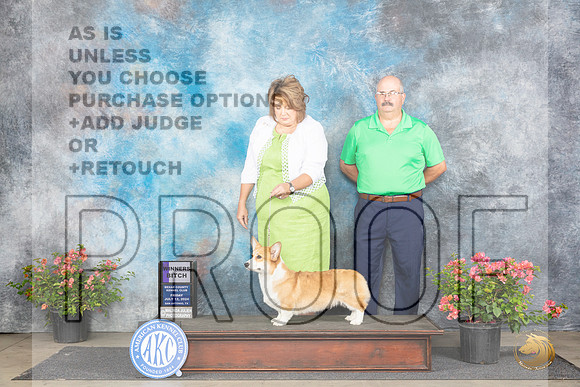 Pembroke Welsh Corgi #12 Fri WB Judge Paul F Willhauck__JP_4835_San Antonio_2024_HR3