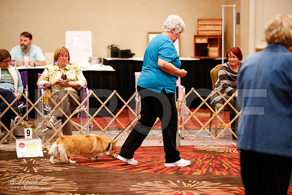 _JJ_7590-HstnCorgiFeb2015-HR3