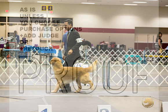 Golden REtriever #17 RingJJL_4175_Amarillo_2022_HR3