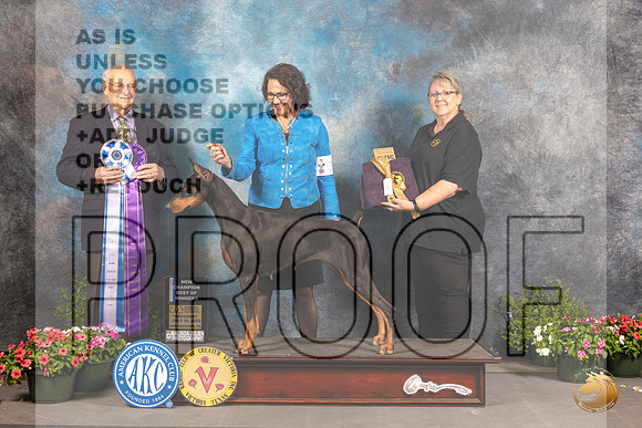 Doberman Pinscher #32 Sat BOWWB Judge Robert Shreve_MJ_0350_SA_2022_HR3